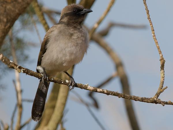 <h3>Pycnonotus barbatus / Common bulbul / Grauwe buulbuul</h3>OM-1 Mark II with OLYMPUS M.150-400mm F4.5 TC, 1/2000 sec at F5.6, ISO 800, distance 18.0 m